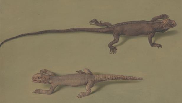 Prunkzoo: Von Fischen, Vögeln & Reptilien