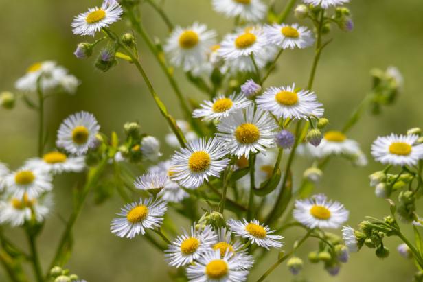 Erigeron annuus, the annual fleabane, daisy fleabane Gekaufte Saatmischungen: Die Blumenwiese im Packerl