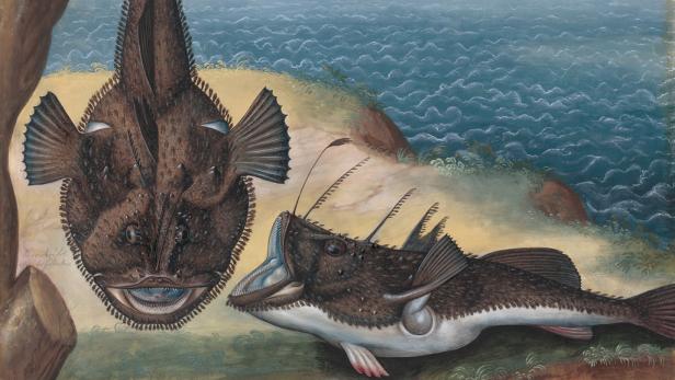 Prunkzoo: Von Fischen, Vögeln & Reptilien