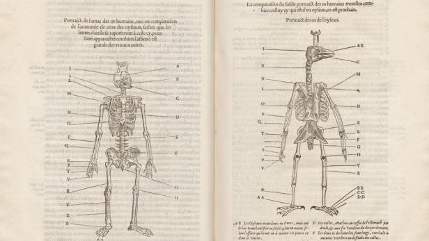Prunkzoo: Von Fischen, Vögeln & Reptilien