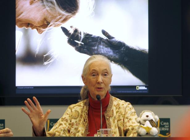 Jane Goodall: Die Schimpansenforscherin wird 80
