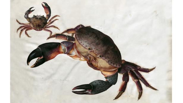 Prunkzoo: Von Fischen, Vögeln & Reptilien