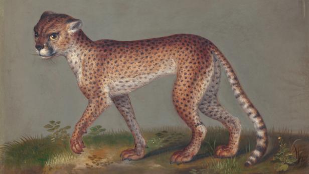 Prunkzoo: Von Fischen, Vögeln & Reptilien