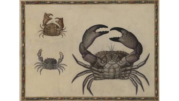 Prunkzoo: Von Fischen, Vögeln & Reptilien