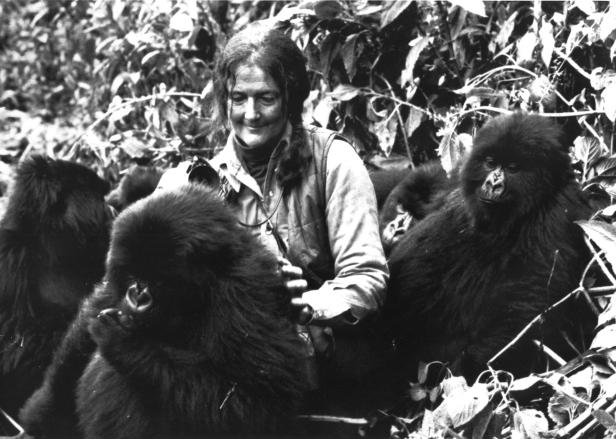 Jane Goodall: Die Schimpansenforscherin wird 80