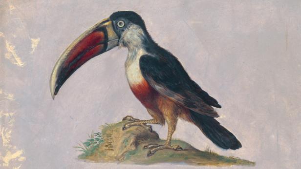 Prunkzoo: Von Fischen, Vögeln & Reptilien