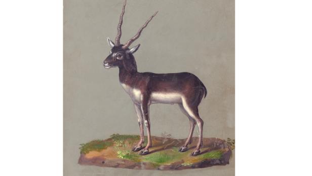 Prunkzoo: Von Fischen, Vögeln & Reptilien