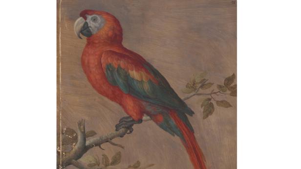 Prunkzoo: Von Fischen, Vögeln & Reptilien