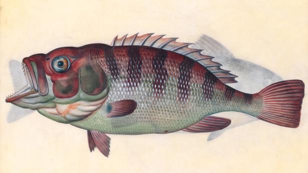 Prunkzoo: Von Fischen, Vögeln & Reptilien