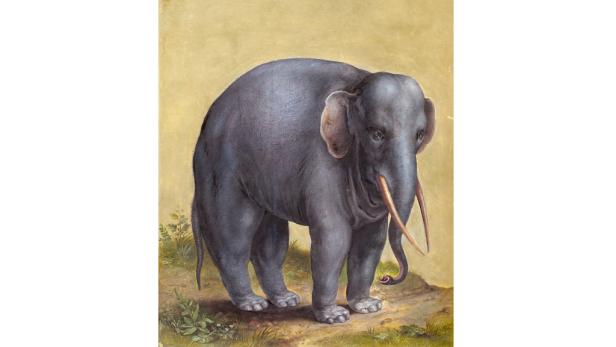 Prunkzoo: Von Fischen, Vögeln & Reptilien