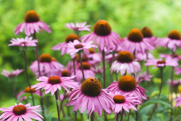 Nahaufnahme von rosa blühenden Sonnenhüten vor grünem Hintergrund.