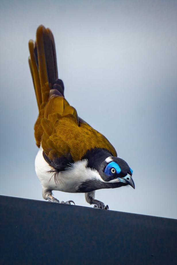 Kaum Braun, viel Farbe: Vögel fliegen bunt durch die Stadt