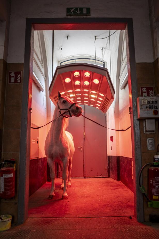 Ein weißes Pferd steht unter einer Rotlichtlampe in einem Stall.