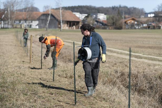 Ibmer Moor in OÖ: 20 Hektar Schutzraum für acht Vogeleier