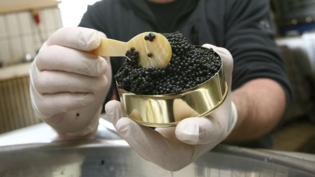 Alles über Kaviar