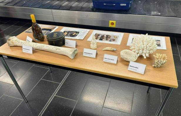 Giraffenknochen und Co.: Die kuriosen Funde am Flughafen Wien