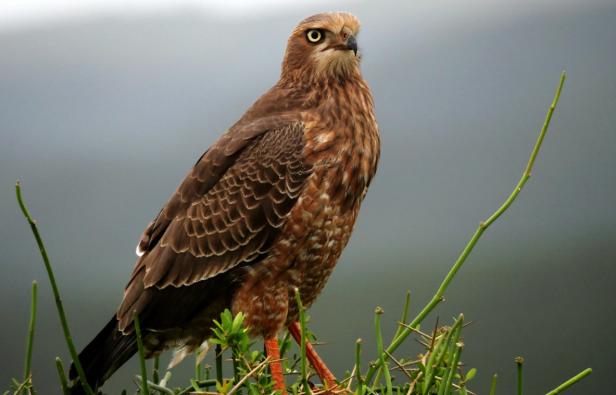 Nahaufnahme von einem Adler