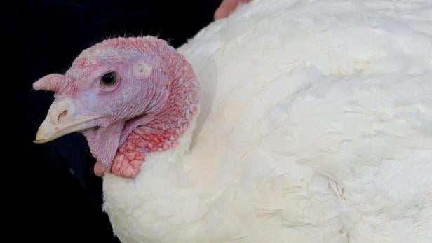 Thanksgiving: Obama "begnadigte" Truthähne