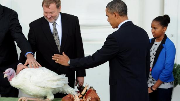 Thanksgiving: Obama "begnadigte" Truthähne