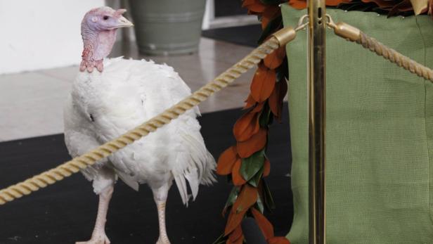 Thanksgiving: Obama "begnadigte" Truthähne