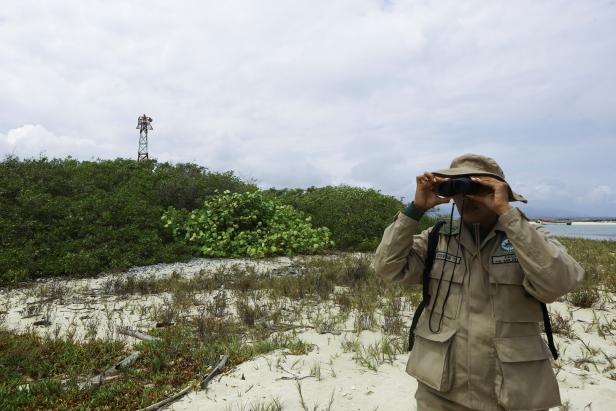 Climate change triggers premature hatching in sea turtles Climate change triggers premature hatching in sea turtles