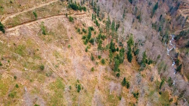 Eine Drohnenaufnahme zeigt die Abholzung in rumänischen Urwäldern