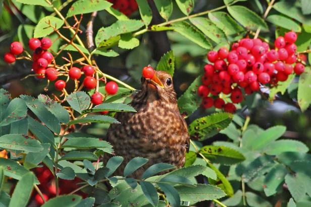 Amsel in Vogelbeeren