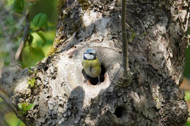 Blaumeise im Baumloch