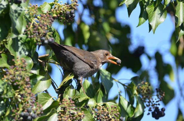 Amsel in Efeu