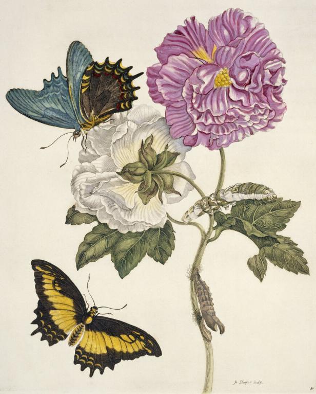 Eine Illustration von zwei Schmetterlingen, Blüten und einer Raupe.