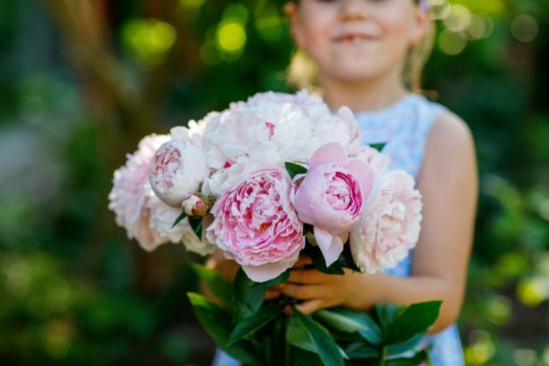 Ein kleines Mädchen hält einen großen Strauß rosa Pfingstrosen in den Händen.
