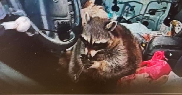 Waschbär scheint Meth-Pfeife zu rauchen
