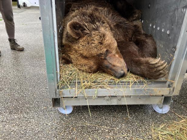 Bär Felix schläft in der Transportbox.