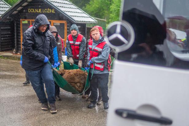Das Vier-Pfoten-Team schleppt Felix auf einer grünen Trage zur Bärenambulanz