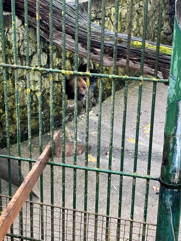 Der Bär schaut aus der Höhle. 