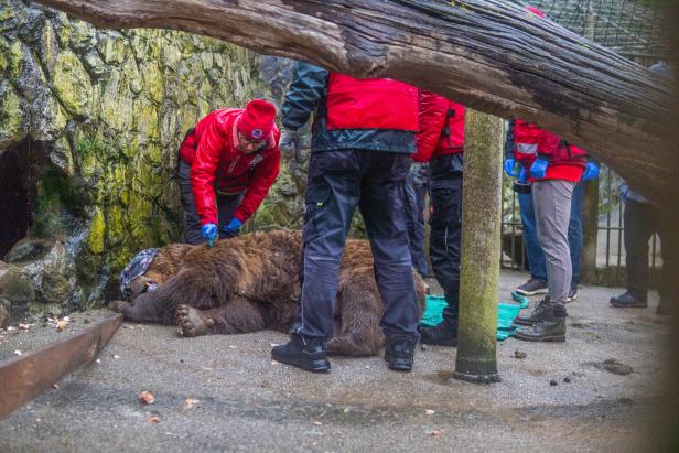 Der Bär liegt am Boden, er ist narkotisiert. Die Tierärztin behandelt ihn.
