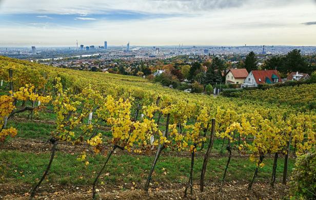 Ried Preussen Wien