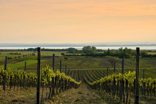 Ein Weinberg mit Blick auf einen See unter einem orangefarbenen Himmel.