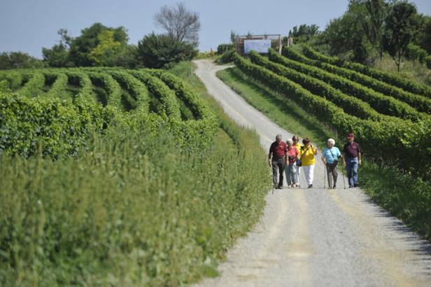 Eine Gruppe von Menschen wandert auf einem Weg durch einen Weinberg.