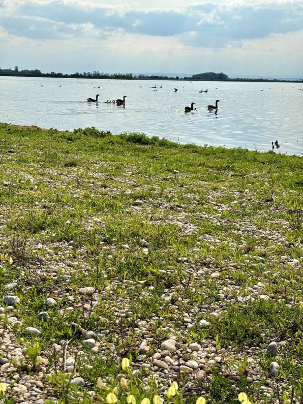 Mehrere Gänse schwimmen mit ihren Jungen auf einem See.