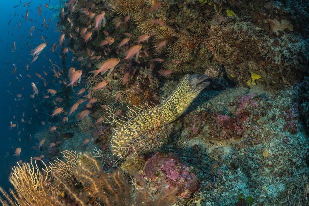 Eine Muräne kauert sich an einen Felsen, rundherum schwimmen viele bunte Fische.