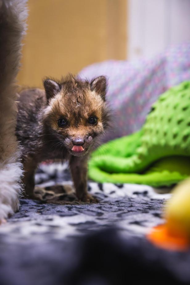 Jungfuchs