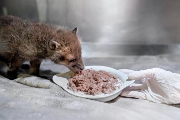 Jungfuchs bei der Fütterung