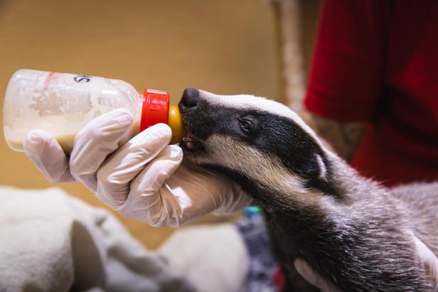 Dachs wird mit Flasche gefüttert
