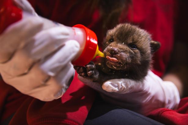 Fuchs wird mit Flasche gefüttert