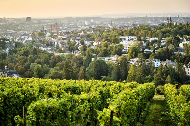Weinberge erstrecken sich vor einer Stadtlandschaft.