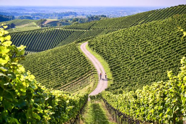 Zwei Radfahrer auf einem Radweg, der durch malerische Weinberge führt.