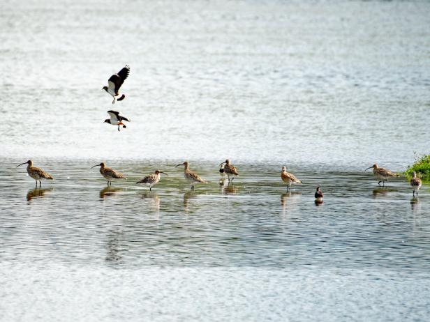 Eine Gruppe von Vögeln steht im flachen Wasser, während zwei weitere Vögel darüber fliegen.