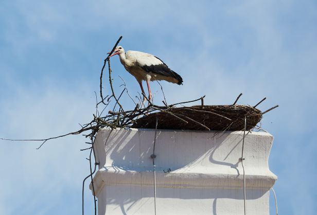 Storch baut ein Nest