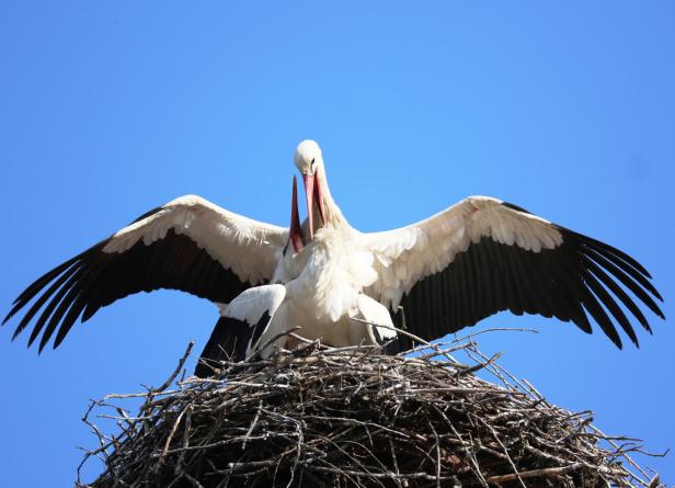 Zwei Störche im Nest